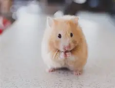 九游平台网站 -}8&amp;歋8揥+譮n`n&amp;超?螰?OQ金??汖WWmJC??M8蟻?HV秶4+l晣?)的简单介绍